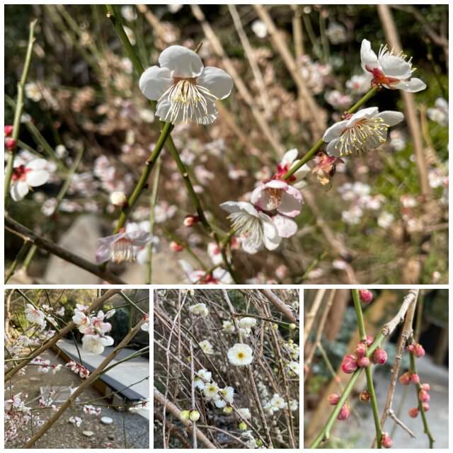 万葉公園に咲く2月下旬の梅を撮影した写真