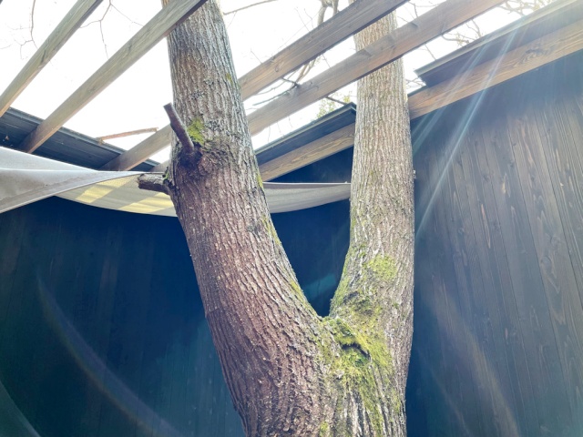 惣湯テラス・貸切温泉風呂・奥の湯の木の様子を撮影した写真
