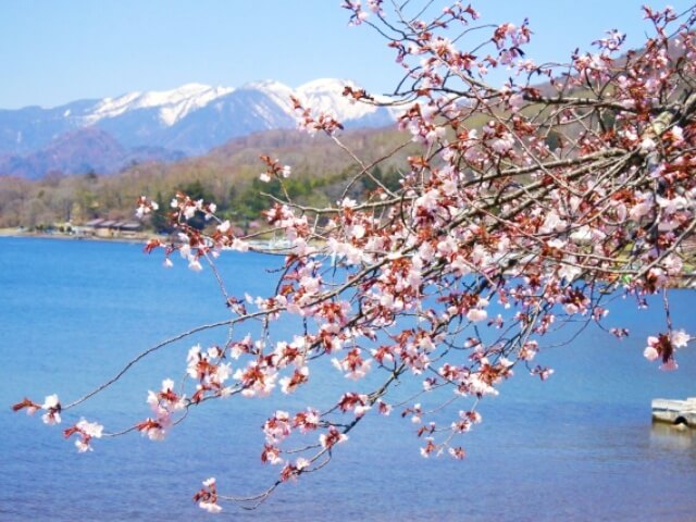 中禅寺湖・桜
