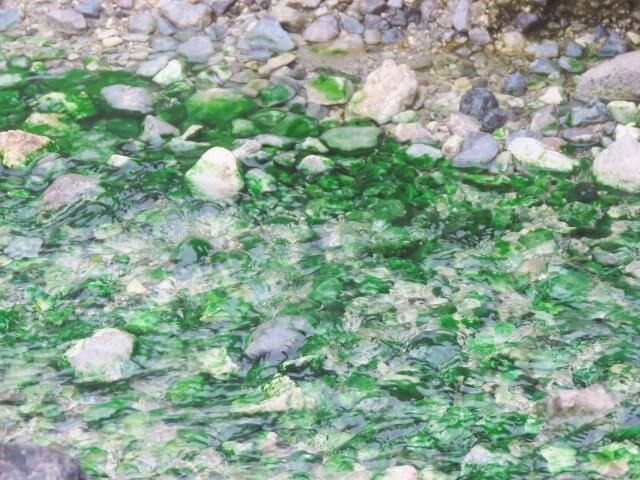 西の河原公園の湯の緑色・草津温泉