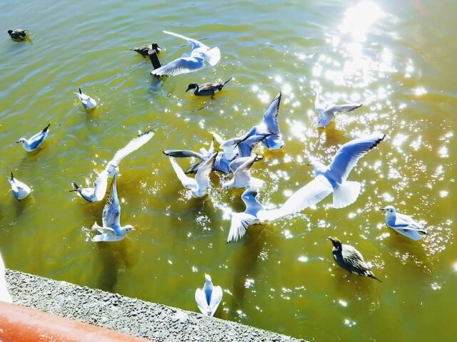 鶴岡八幡宮の池で水鳥に癒された時の池の様子
