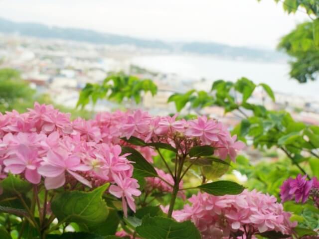 鎌倉・長谷寺の紫陽花と相模湾