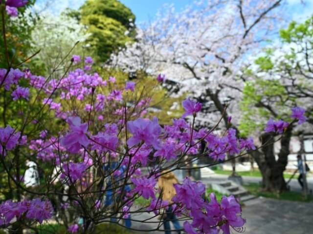 長谷寺の桜とツツジ