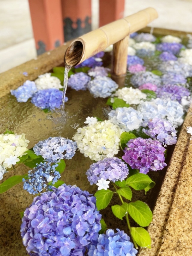 手水の紫陽花