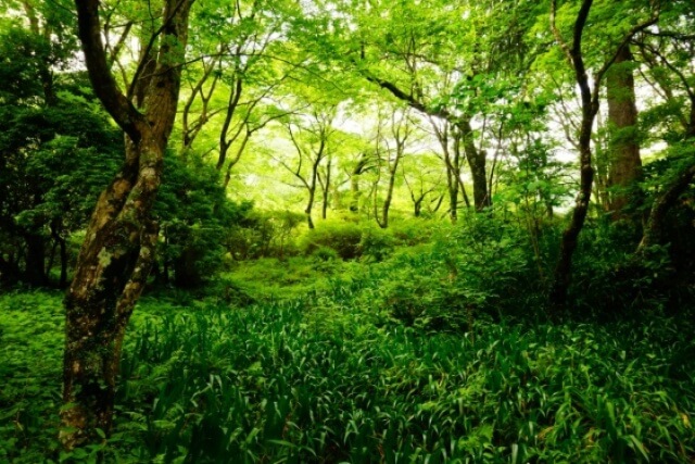 箱根小涌谷千条の滝通りの美しい森林