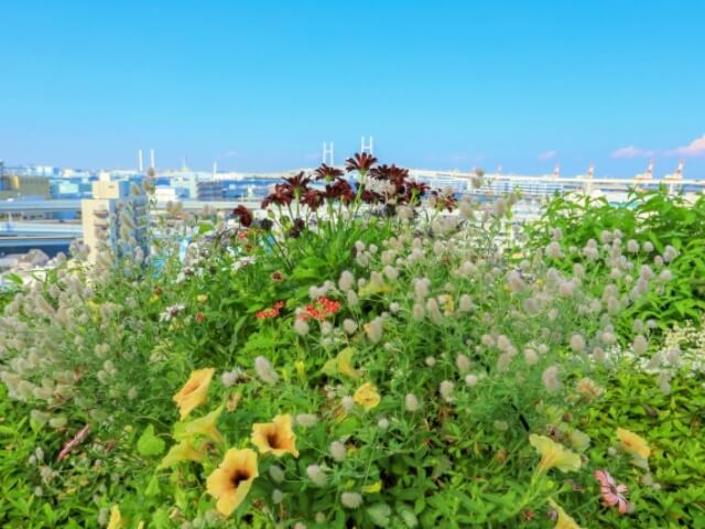 港の見える丘公園から横浜の景色・お花とベイブリッジ