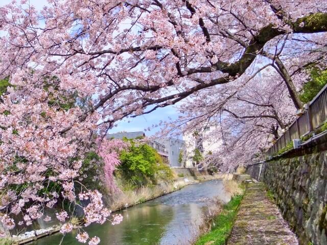 桜時期の「松川遊歩道」の様子